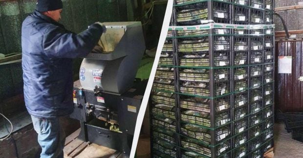 В Украину поступили угрожающие кабачки: происхождение овощей раскрыто