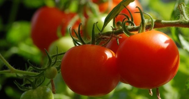 Помидоры становятся более доступными, но есть одно важное замечание: какая цена за килограмм в Украине?