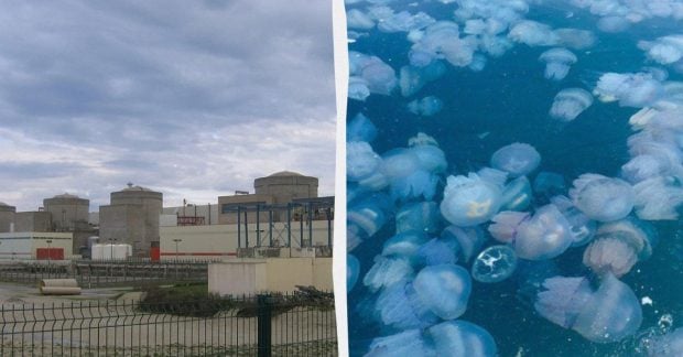 Неожиданные морские гости парализовали работу крупнейшей атомной станции во Франции