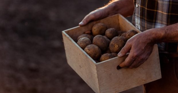 Украинские аграрии продолжают снижать стоимость картофеля: какая цена за килограмм сейчас?